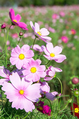 Obraz premium コスモスの花