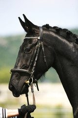 Side view portrait of a beautiful black colored stallion