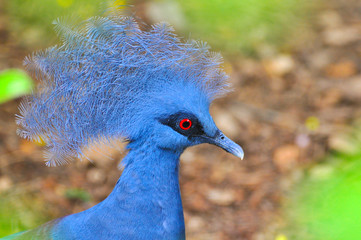 Victoria crowned pigeon