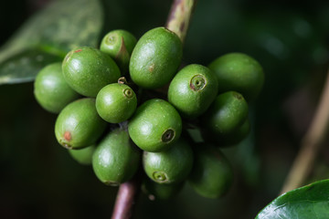 Kopi luwak coffee series