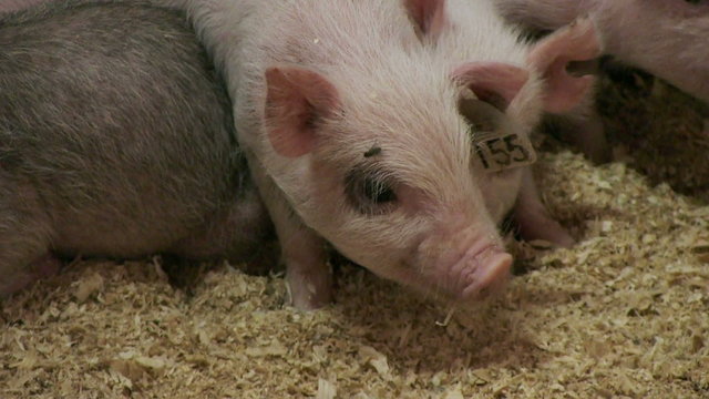 Pigs on livestock farm. Pig farming
