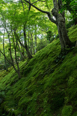 新緑の常寂光寺