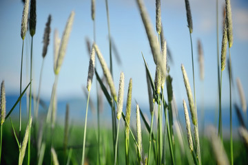 Meadow herbs, Spring time