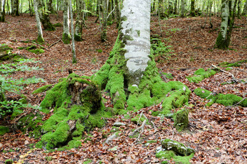 Mysterious forest filled with huge trees