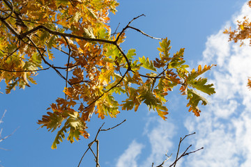 Hojas de roble en el árbol en otoño