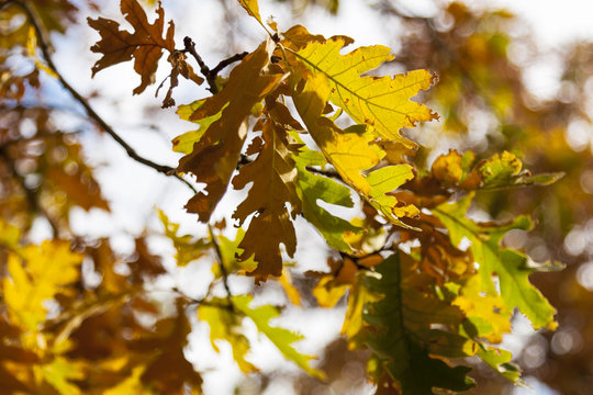 Detalle de hojas de roble en el árbol en otoño