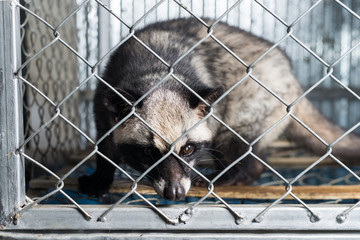 Kopi luwak coffee series : Civet in cage