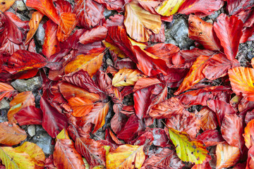 Herbstlaub Textur