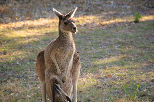 Kangaroo at Yanchep National Park