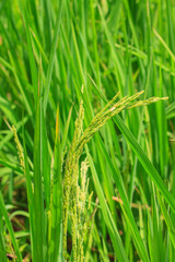 Green rice in the field