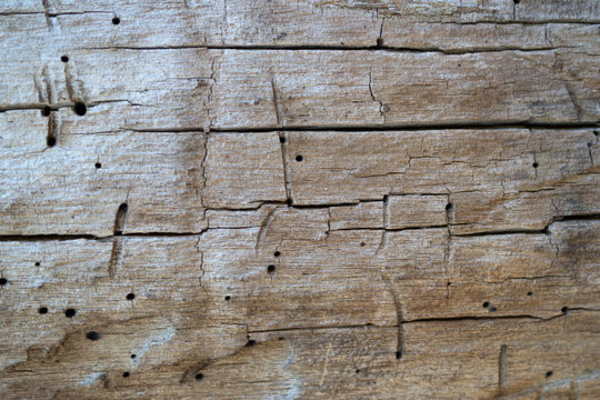 Texture legno