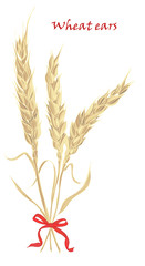 Ears of wheat tied with red bow on white background