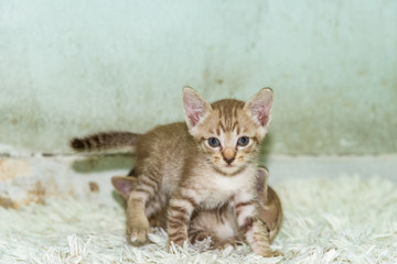 kitten stand and looking