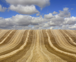 Obraz premium Harvested golden field against cloudy sky