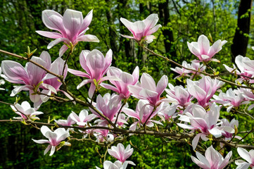 Kwiat Magnolii w ogrodzie botanicznym w Bolestraszycach © Pawel Gruntowicz