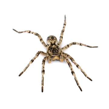 A large spider on a white background