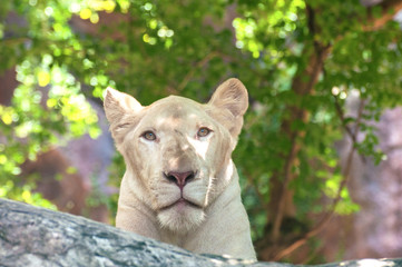 White lion