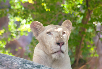 White lion