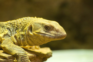 Monitor lizard