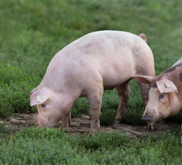 Pigs walking on farmland
