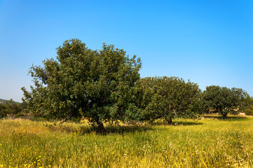 Garden carob trees in a wheat field