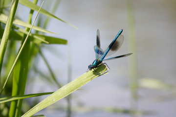 Banded Demoiselle (male)
