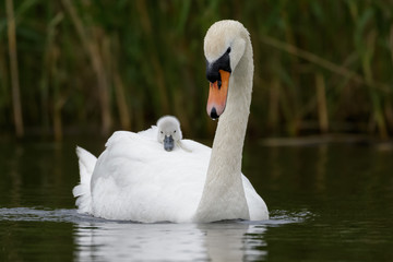 Mute Swan with cygnet