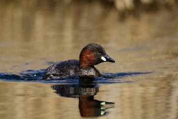 Little Grebe