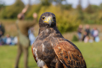 Harris Hawk at a falconry display with falconer in background