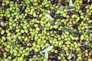 a close up of olives, ligurian olives the name is taggiasca