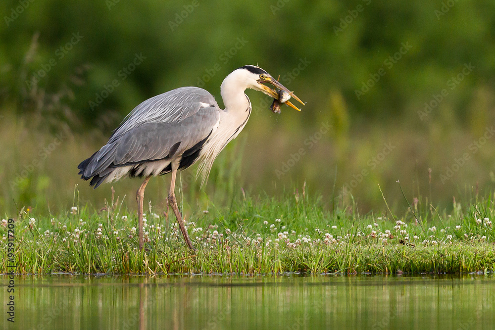 Wall mural grey heron with fish in mouth