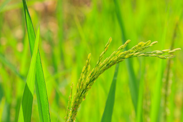 Green rice in the field
