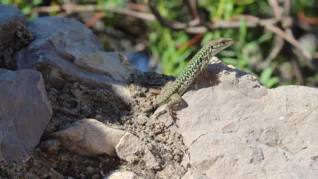 Lizard sunbathes on rock