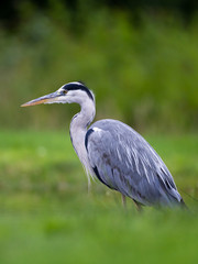 Grey Heron