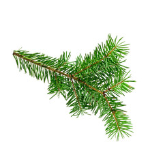 Christmas tree branches