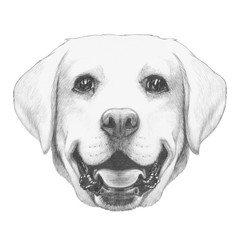 Portrait of Labrador. Hand drawn illustration.