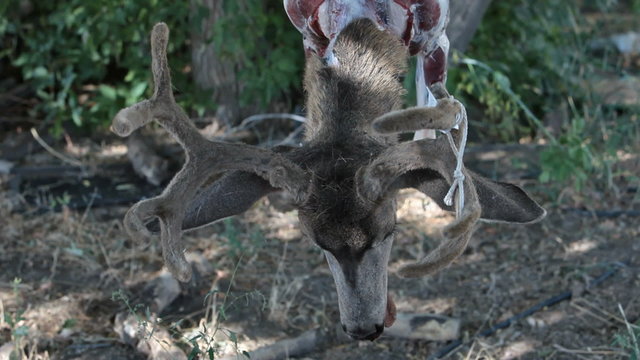 Deer head P HD 2160