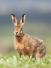 Brown Hare