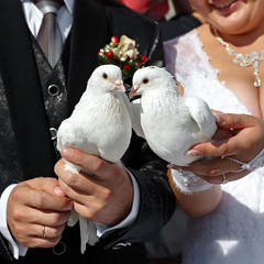 Wedding pigeons in hands of the groom and the bride