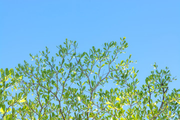 Tree and blue sky as background texture