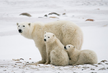Eisbär mit Jungen in der Tundra. Kanada. Eine hervorragende Illustration.