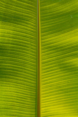 .Background banana leaf