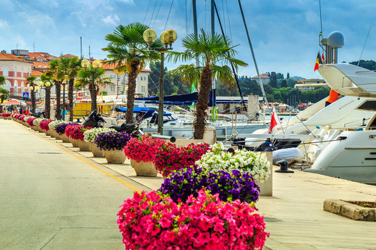 Fototapeta Stunning colorful flowers and promenade,Porec,Istria region,Croatia,Europe