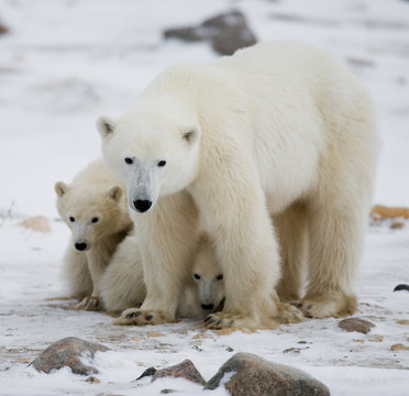 Polar bear with a cubs in the tundra. Canada. An excellent illustration.