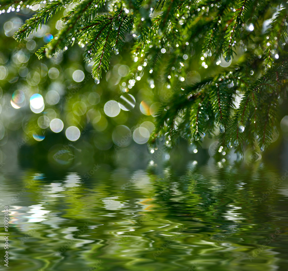 Poster water drops on fir tree reflected in the water. shallow dof
