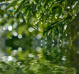 Water drops on fir tree reflected in the water. Shallow DOF
