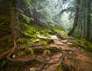 Foto op Plexiglas Mysterious forest © SJ Travel Footage