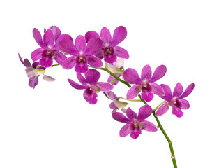 Naklejka na ściany i meble Purple (Violet) orchid on white