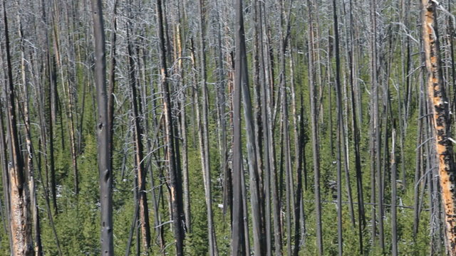 Forest fire new growth pan rt P HD 2451