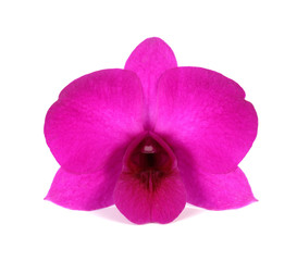 Purple (Violet) orchid on white